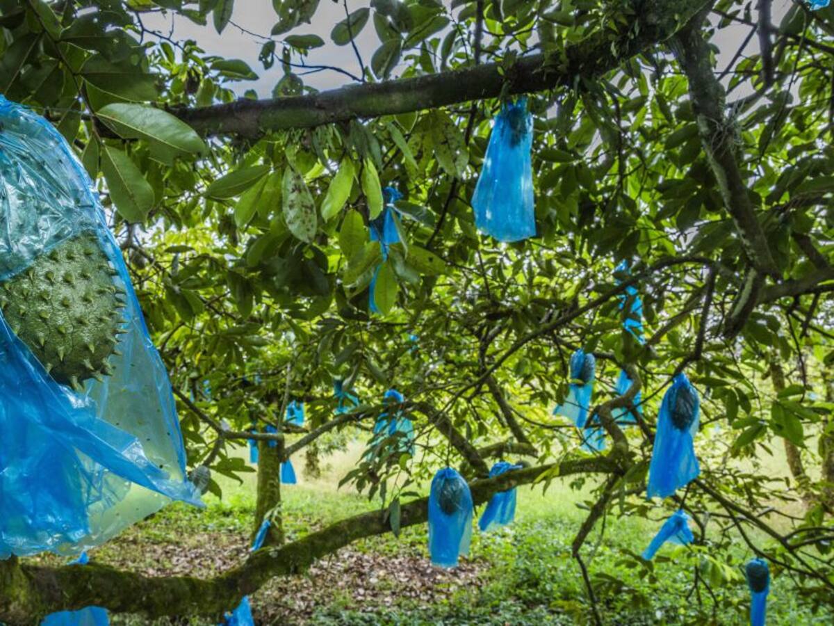 Nuevas variedades de guanábana entrega Agrosavia