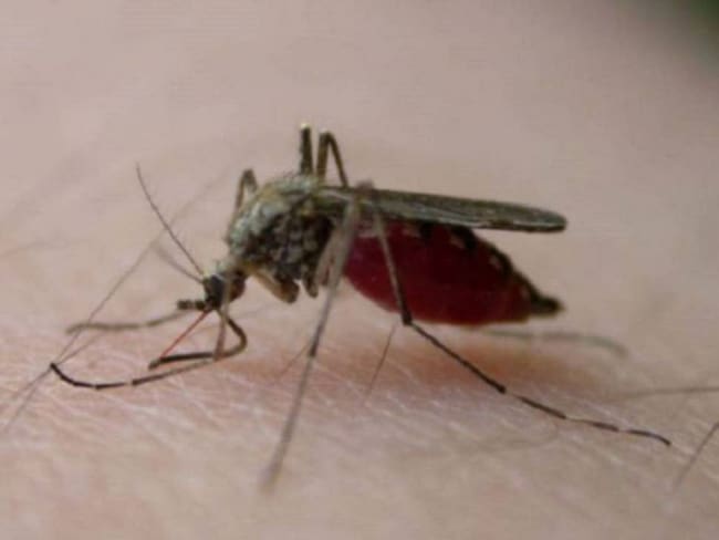 El dengue está latente en el municipio de Marquetalia