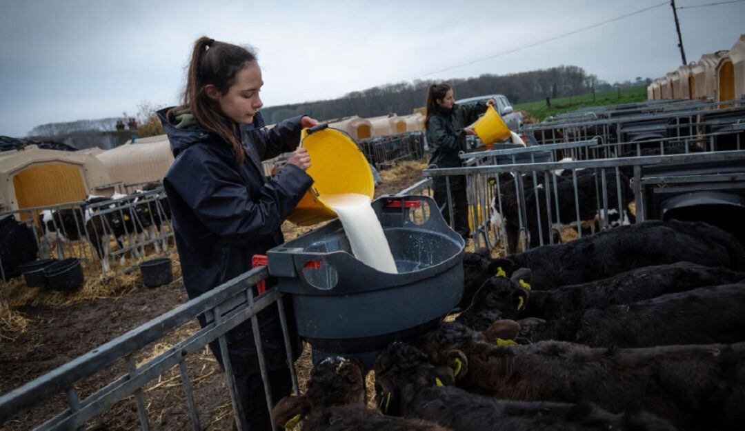 Producción de leche. Imagen de referencia