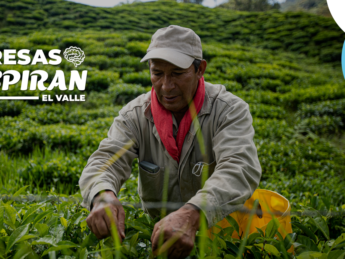 Empresas que Inspiran el Valle: Historias de Progreso, Liderazgo e Innovación