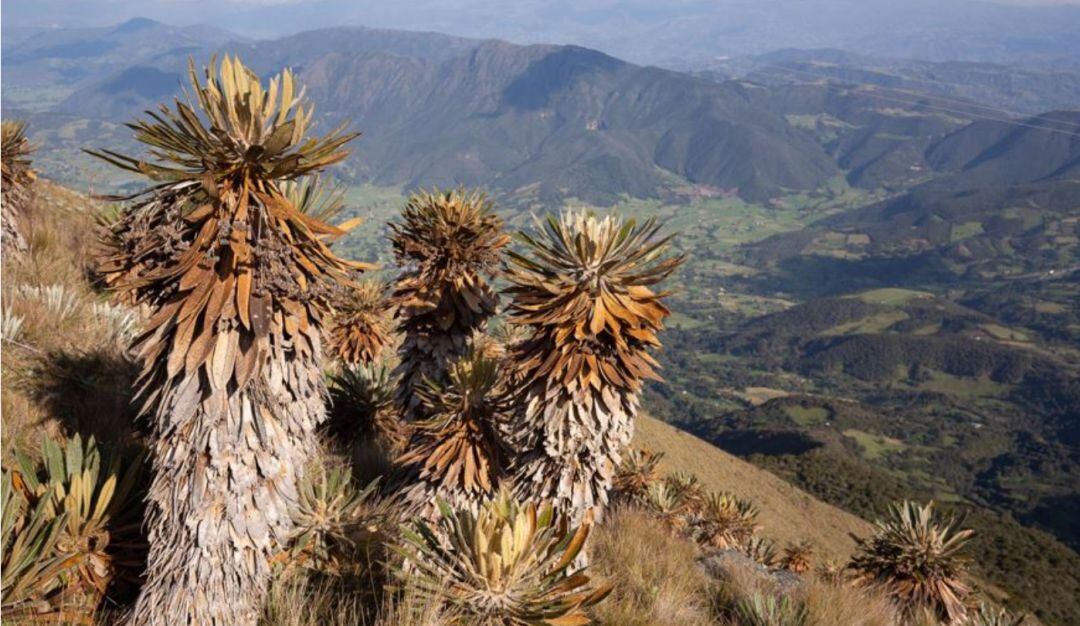 Conservación de flora. 