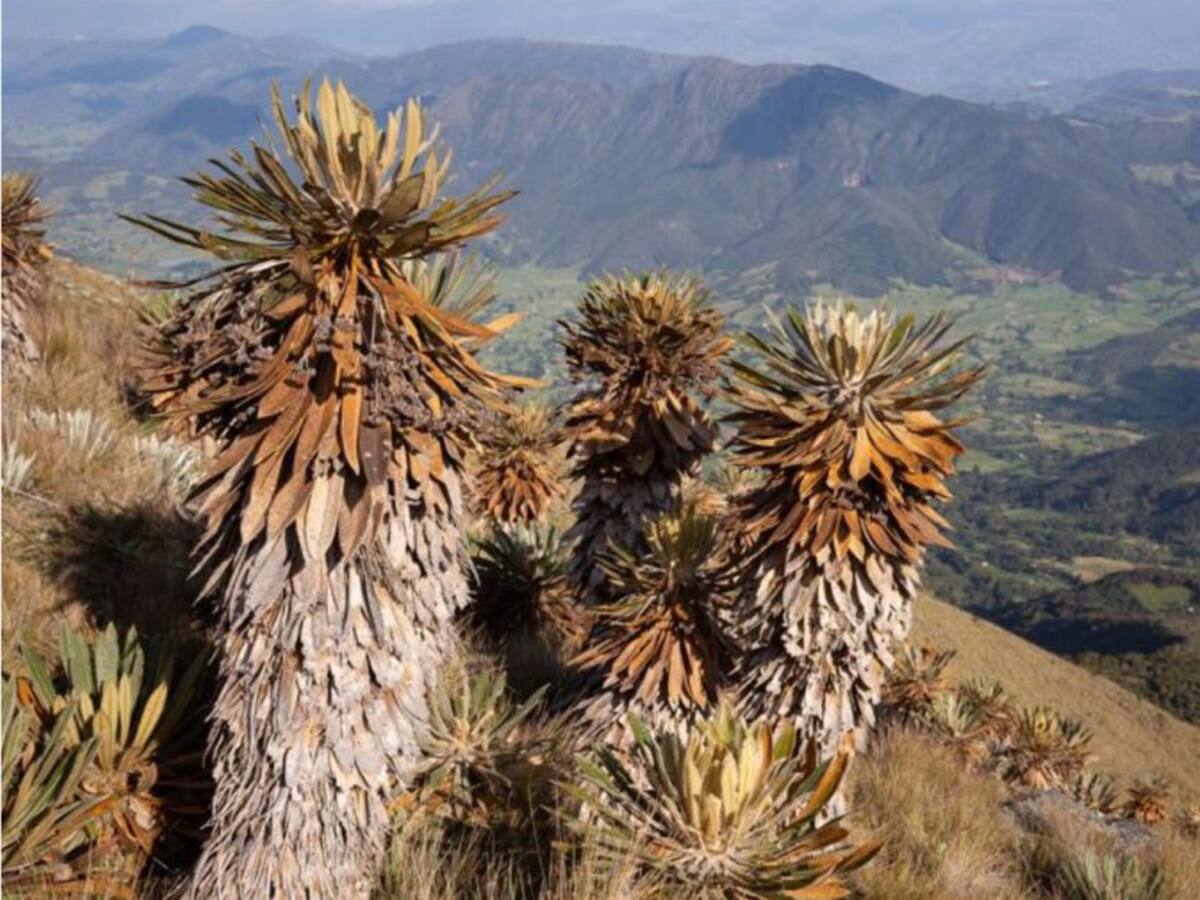 190 plantas endémicas están en alguna categoría de amenaza en el país