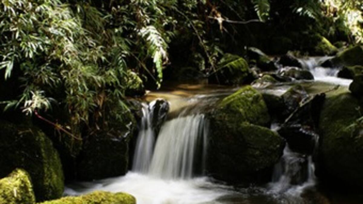 Entidades de Antioquia firman pacto para salvar bosques