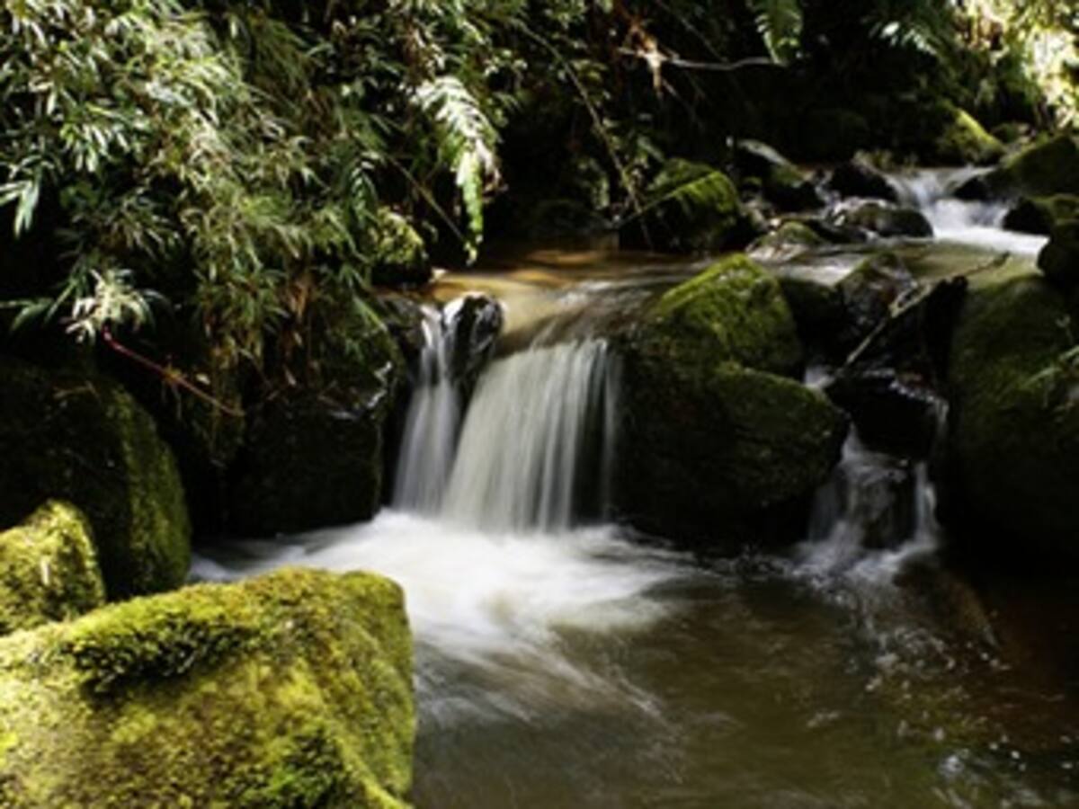 Entidades de Antioquia firman pacto para salvar bosques