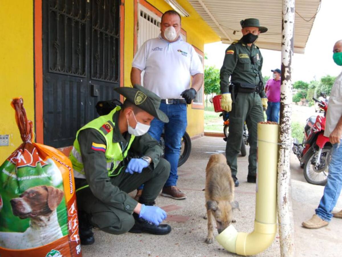 Instalan comedores públicos para perros y gatos