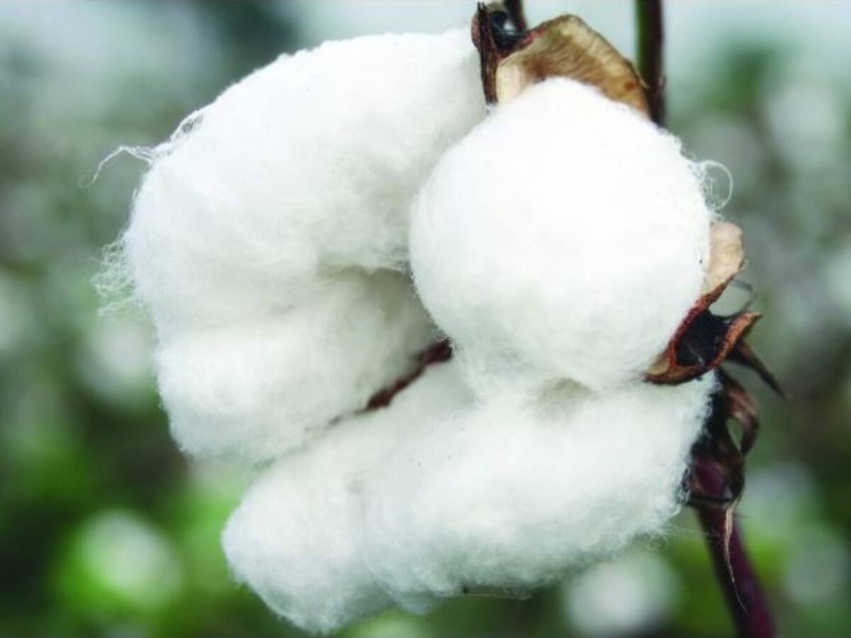 Cultivos transgénicos en Colombia se acercan a las 100.000 hectáreas