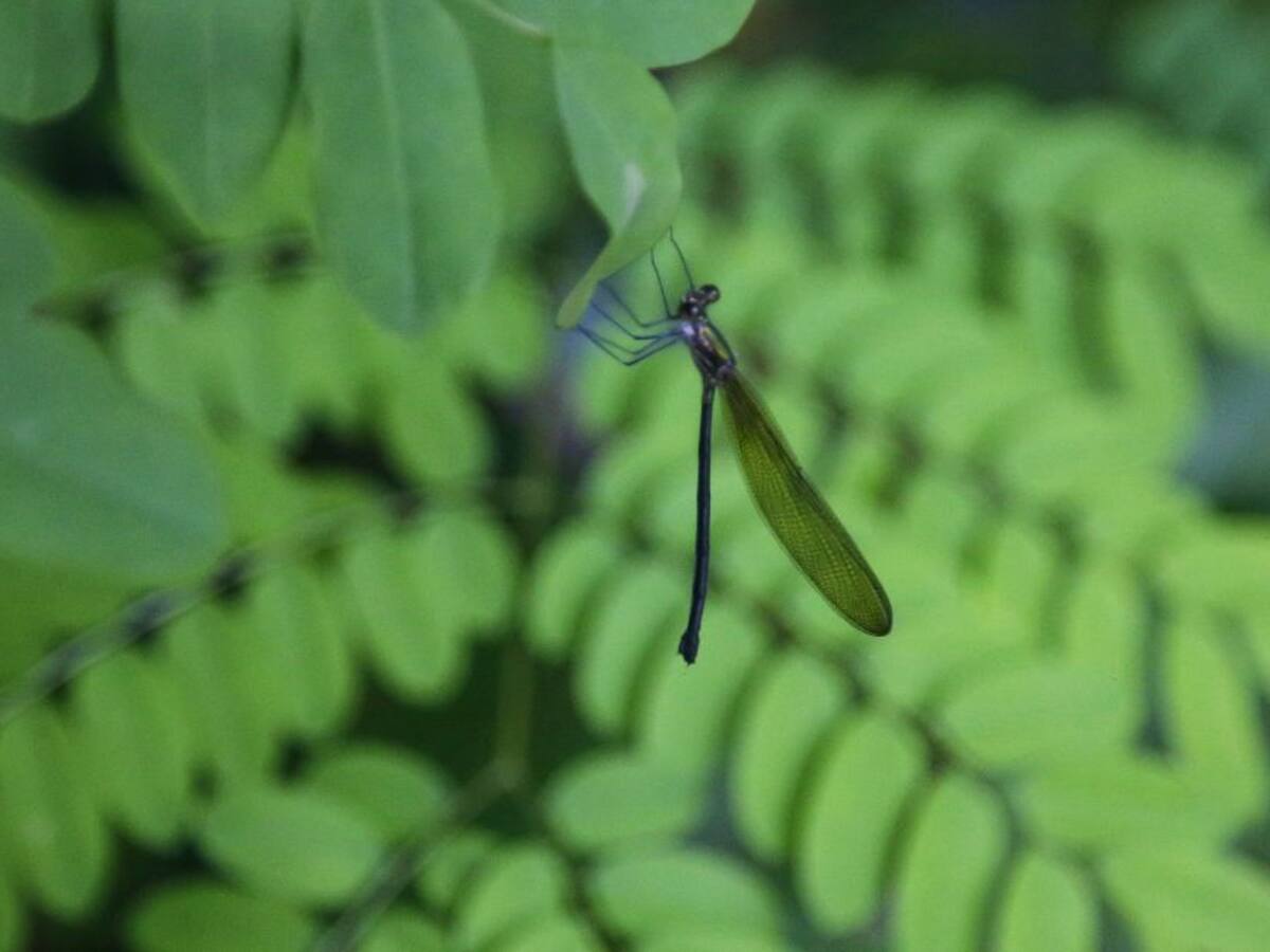 Las amenazas que se enfrentan en el Día Mundial de la Biodiversidad