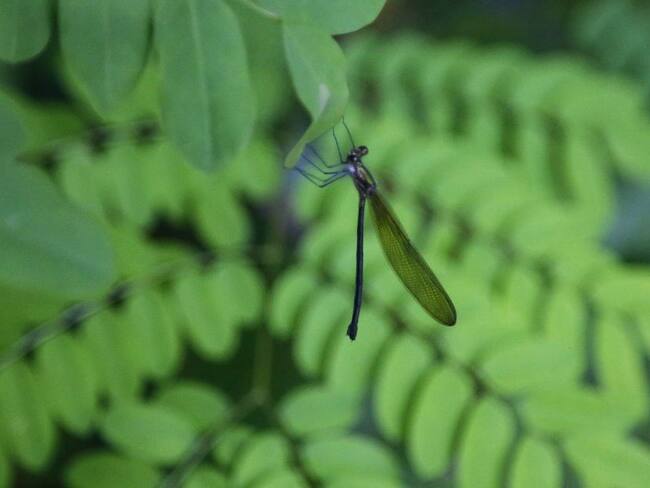 Las amenazas que se enfrentan en el Día Mundial de la Biodiversidad
