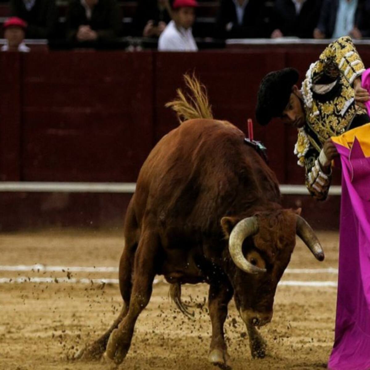 Insisten en cancelar corrida de toros en Charalá