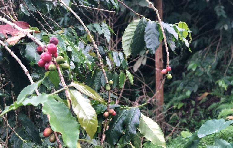 Cafés de la Sierra Nevada