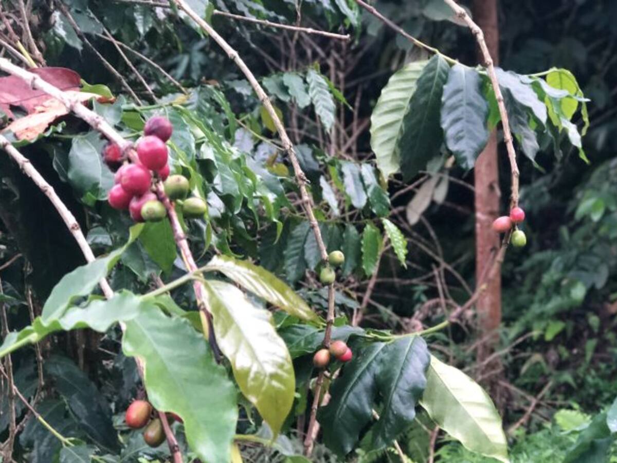 En la Sierra Nevada renovarán miles de cafetales envejecidos