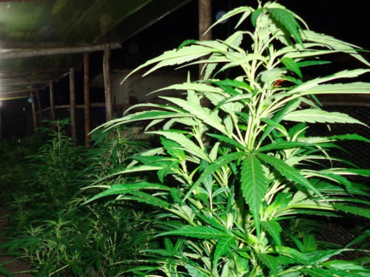 Colombia defiende en ONU marihuana medicinal como aporte socioeconómico