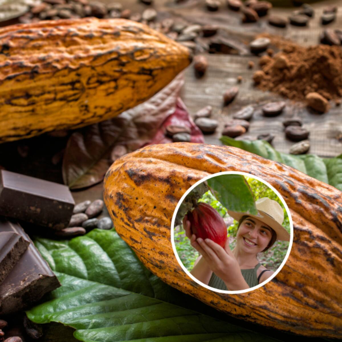 Tour del Cacao en el Eje Cafetero: ¿cuánto vale ir y cuánto dura el recorrido?