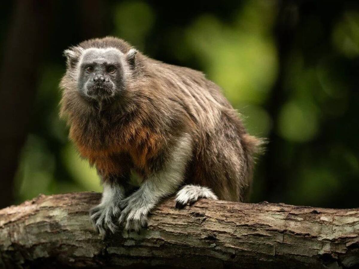 “Latidos del Bosque Seco” un documental que invita a conservar este ecosistema