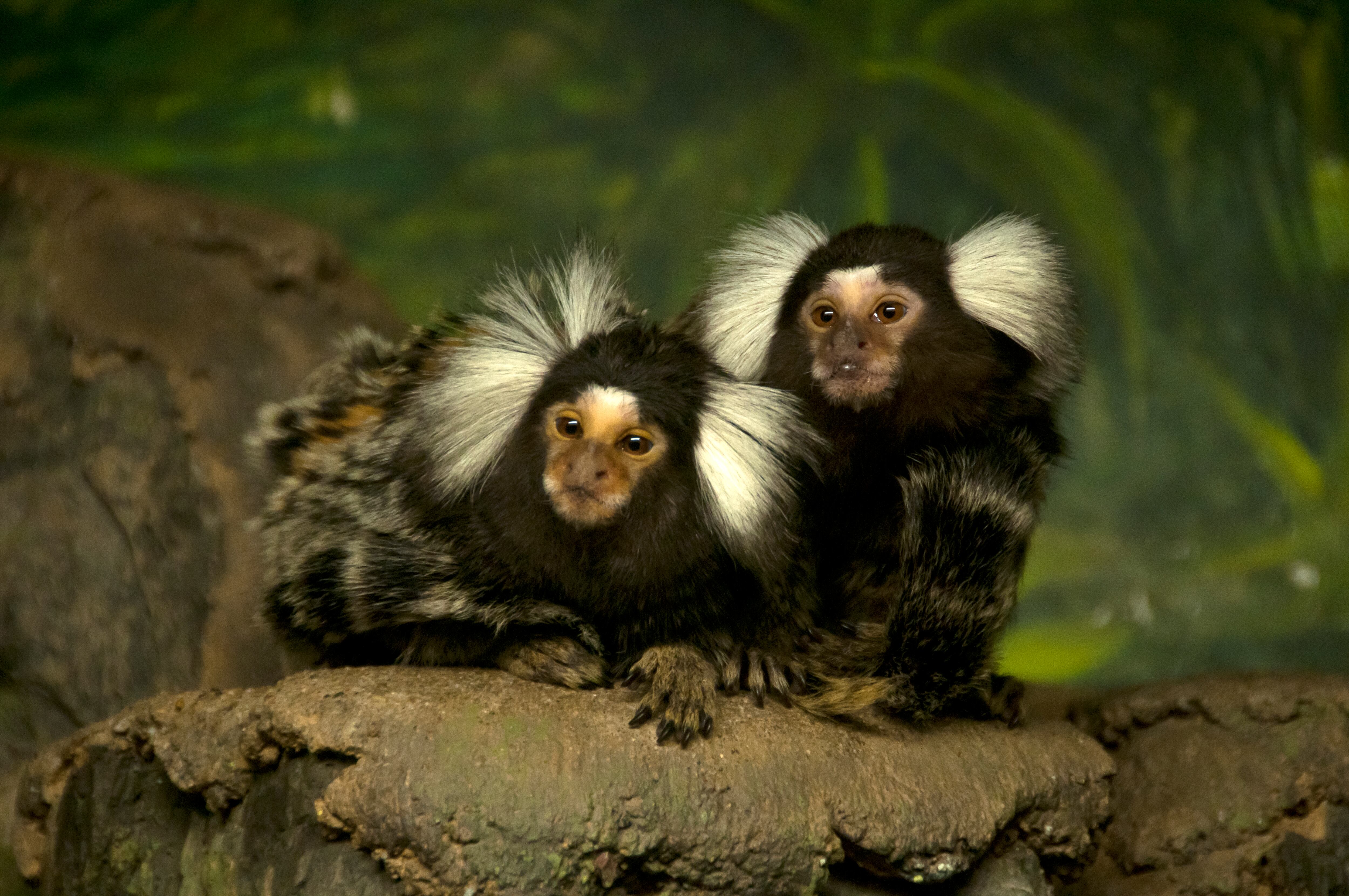 Imagen de referencia sobre monos tití. / Getty Images