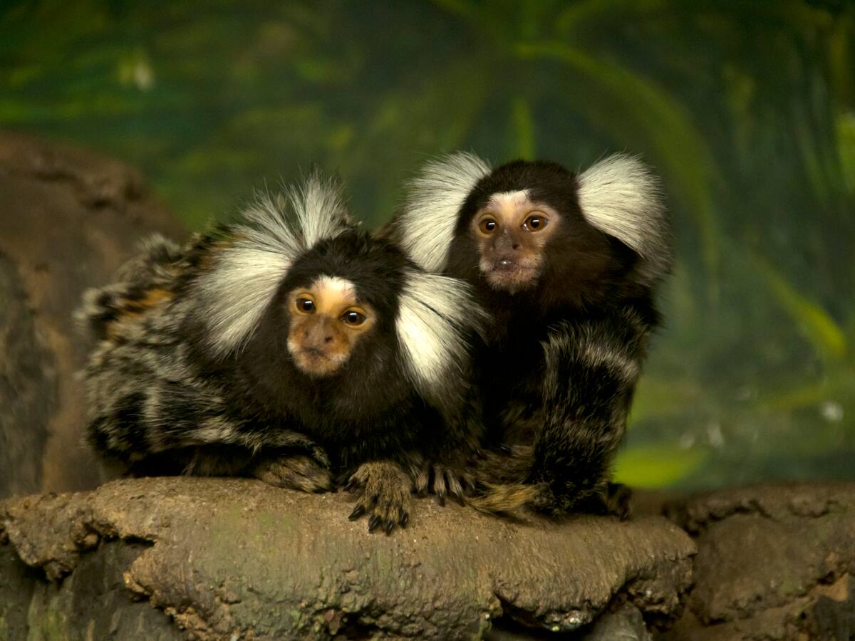 Investigación encontró que los monos tití se comunican por su nombre, igual que humanos