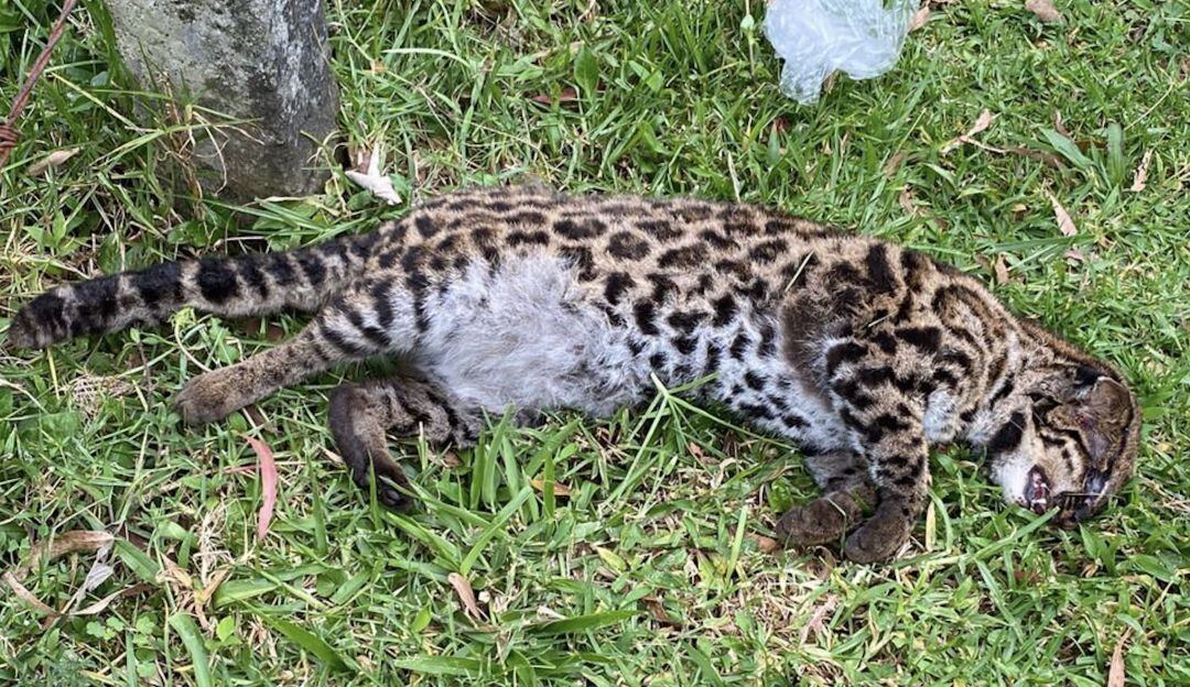 Tigrillo lanudo Av Las Palmas