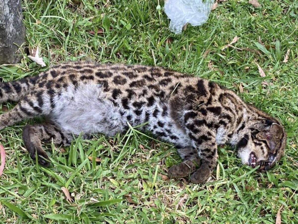 Atropellado murió tigrillo lanudo en Las Palmas