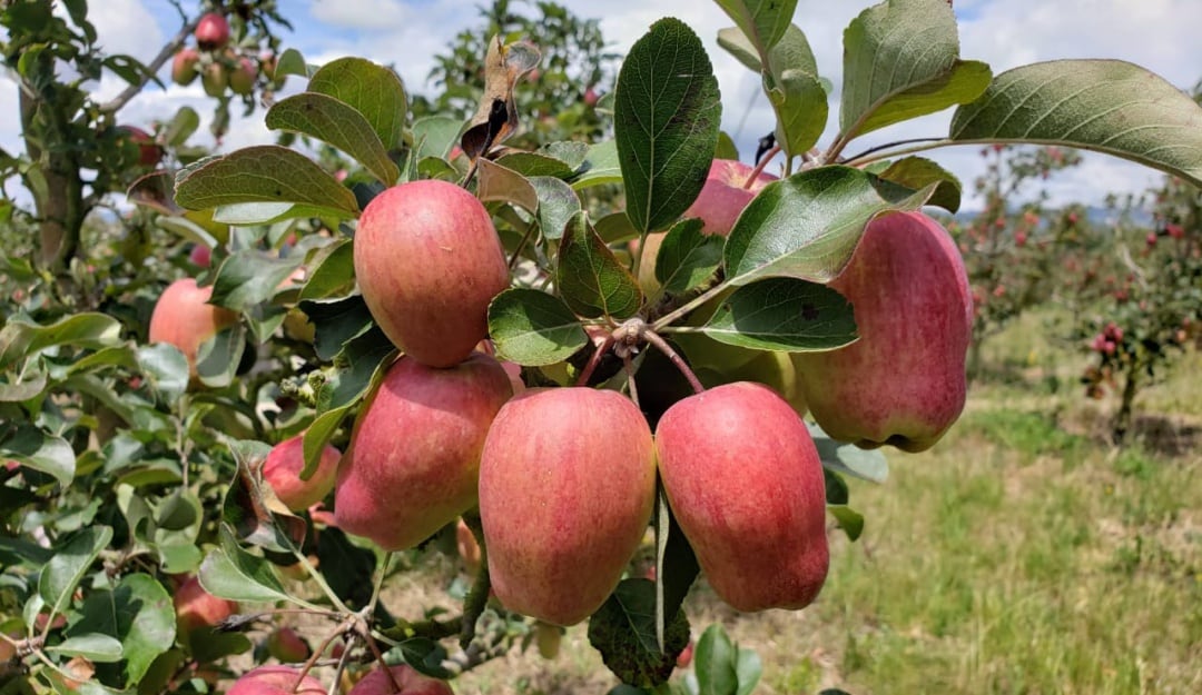 Manzanas de agua en Oicatá, Boyacá