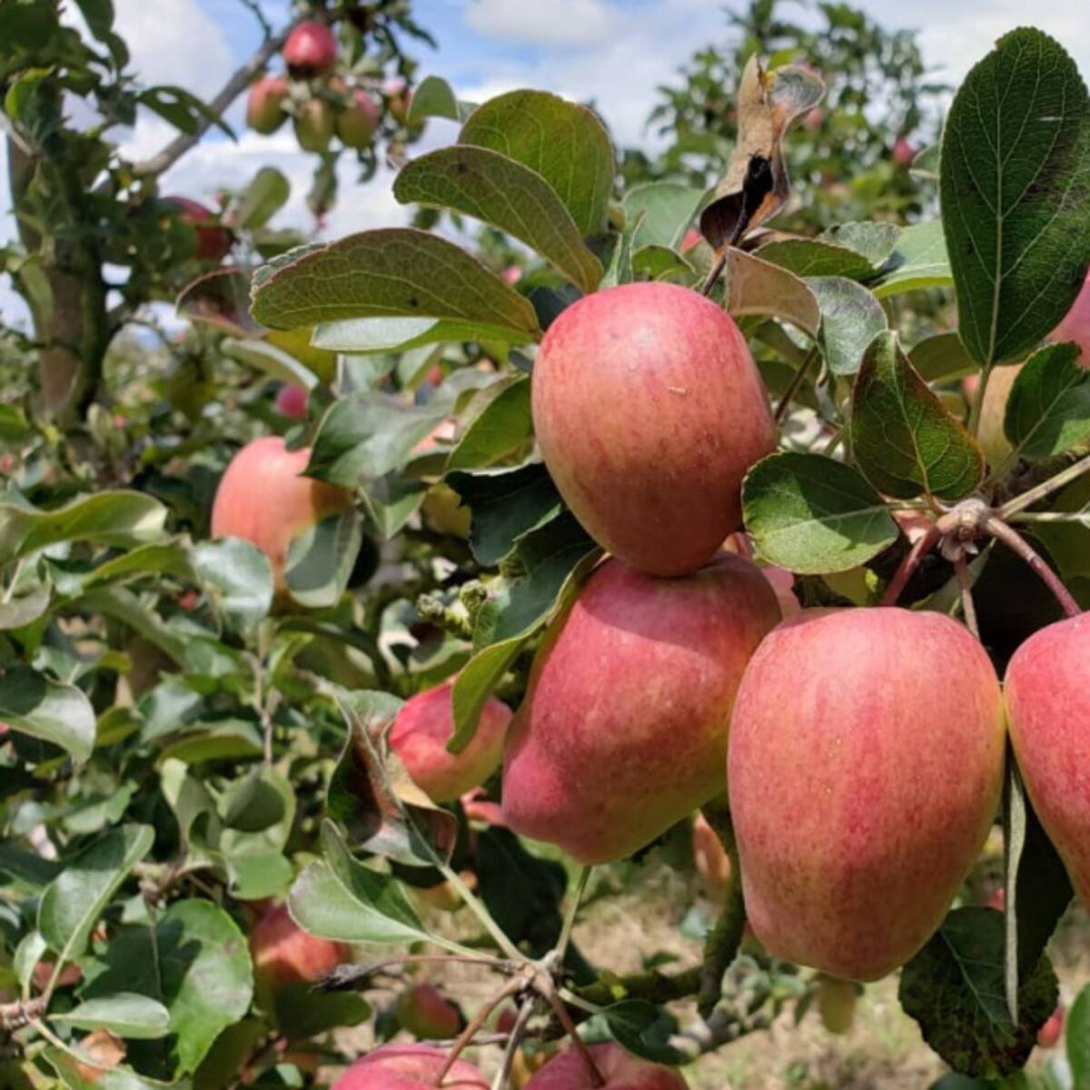 El árbol de manzana, la pensión de los campesinos