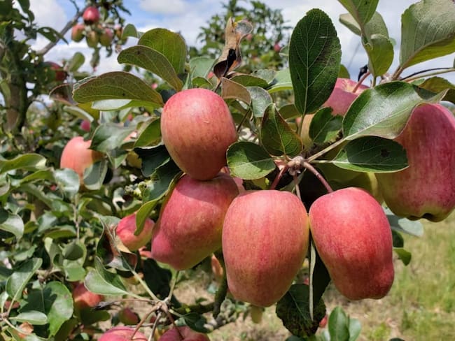 Manzanas de agua en Oicatá, Boyacá