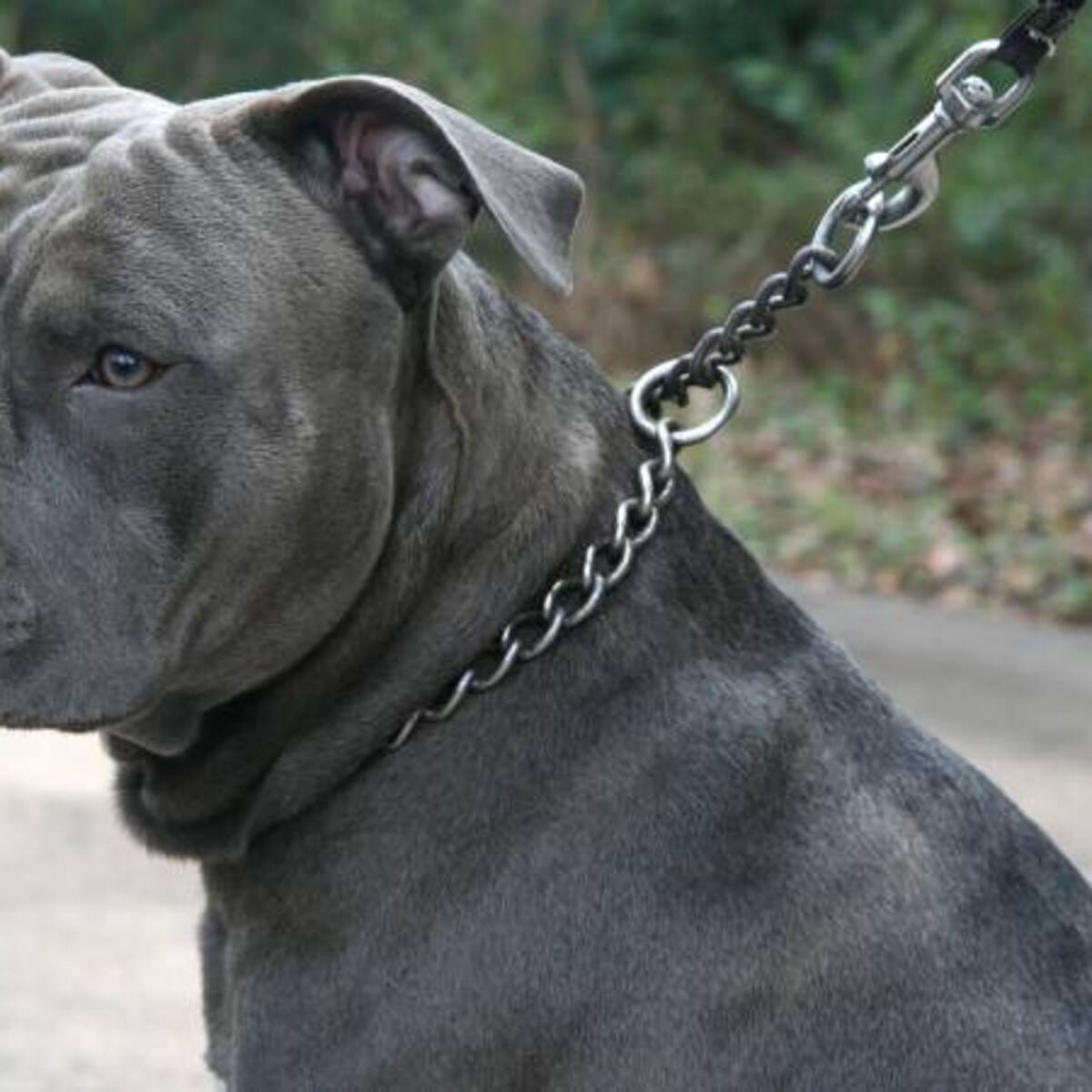 Brutal ataque de un perro pitbull dejó a un niño de 7 años sin orejas en Boyacá