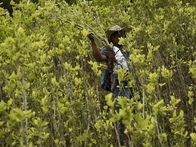 EEUU: Cultivos de coca en Colombia bajan en 2018 por primera vez en 6 años