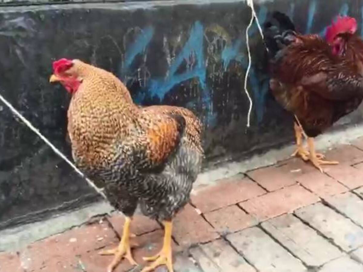 Conozca la historia del hombre que rifa gallos en el centro de Bogotá