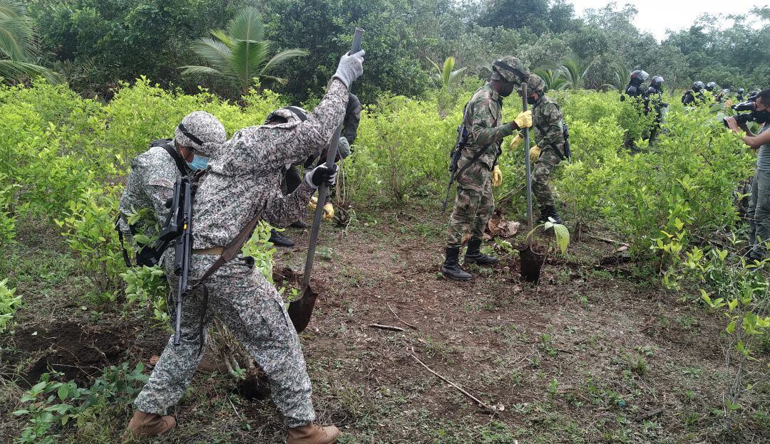 Zona rural de Tumaco, Nariño. Soldados del Ejército Nacional en labres de erradicación manual. FOTO José Andrés González 
