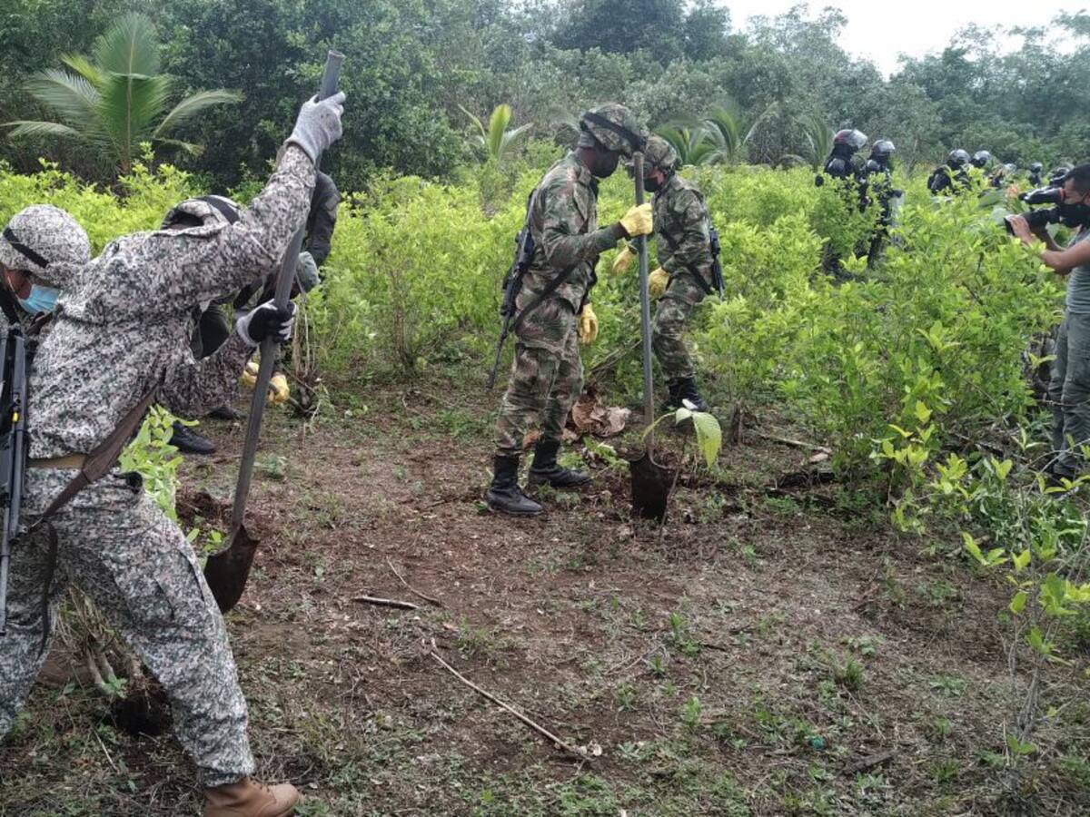 Colombia libre de 130 mil hectáreas de coca: Mindefensa