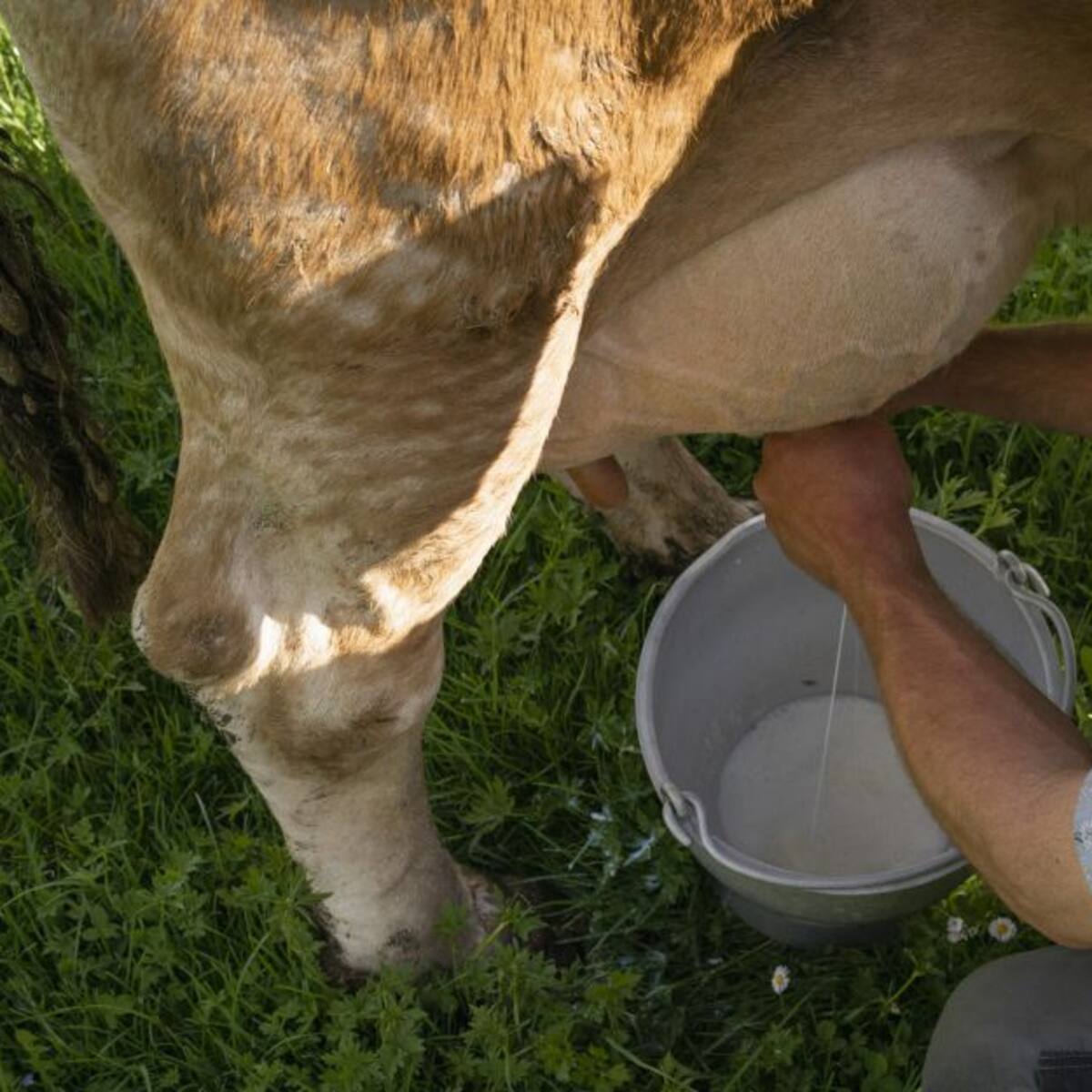 Boyacá registra pérdidas de más de 4 millones de litros de leche en el paro