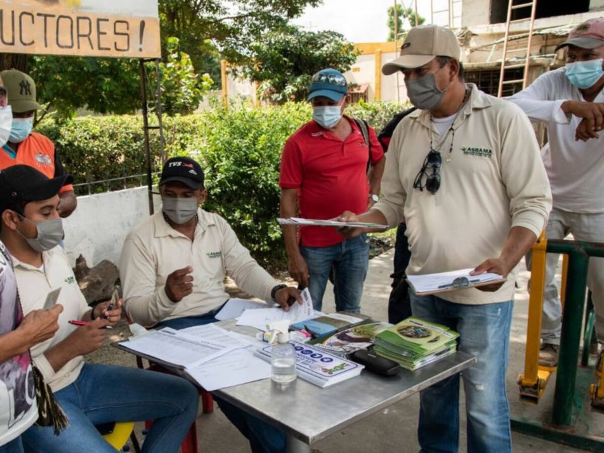 Asociación de bananeros blinda al Magdalena del Fusarium RT4