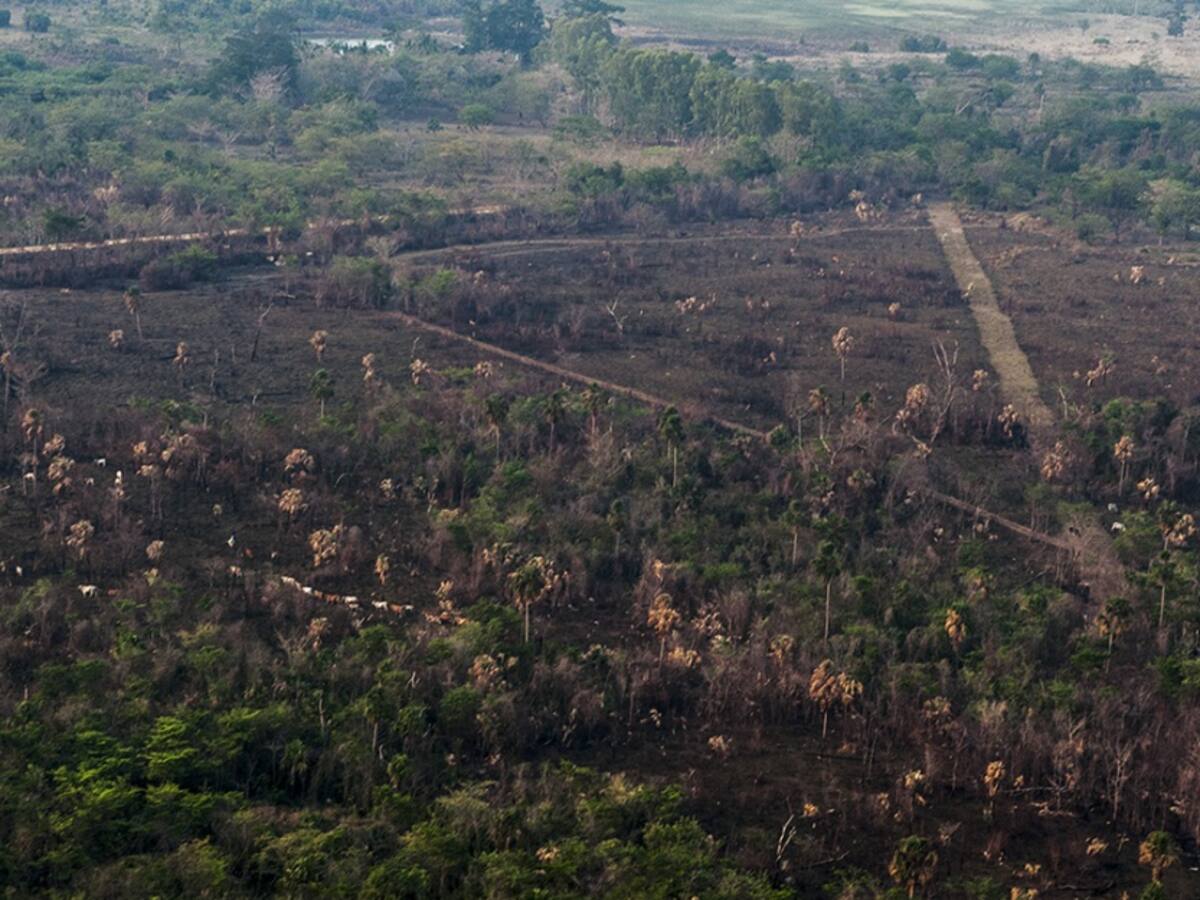 Equipo de bosque de ministerio evaluará deforestación en Norte de Santander