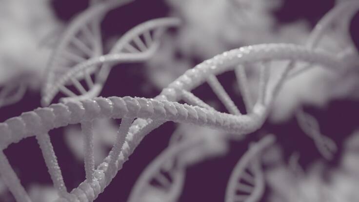 ¿Qué son y cómo funcionan las células madre?