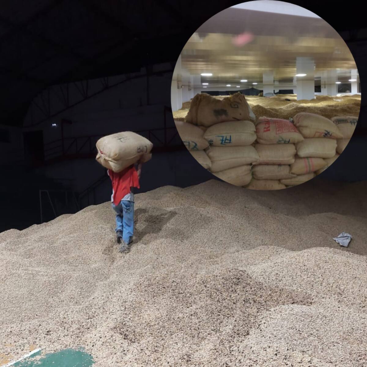 Alrededor de un millón de kilos de café seco están represados por el daño en la vía a Ituango