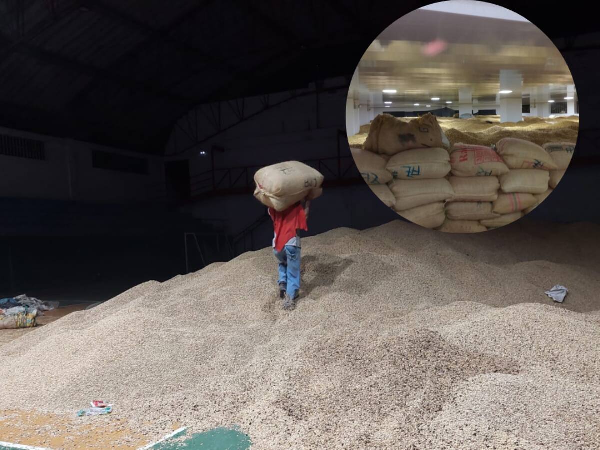 Alrededor de un millón de kilos de café seco están represados por el daño en la vía a Ituango