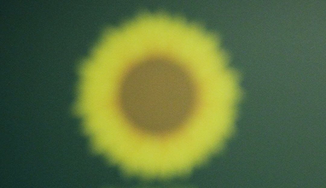 Verdes, en libertad para apoyar candidatos alternativos en primera vuelta