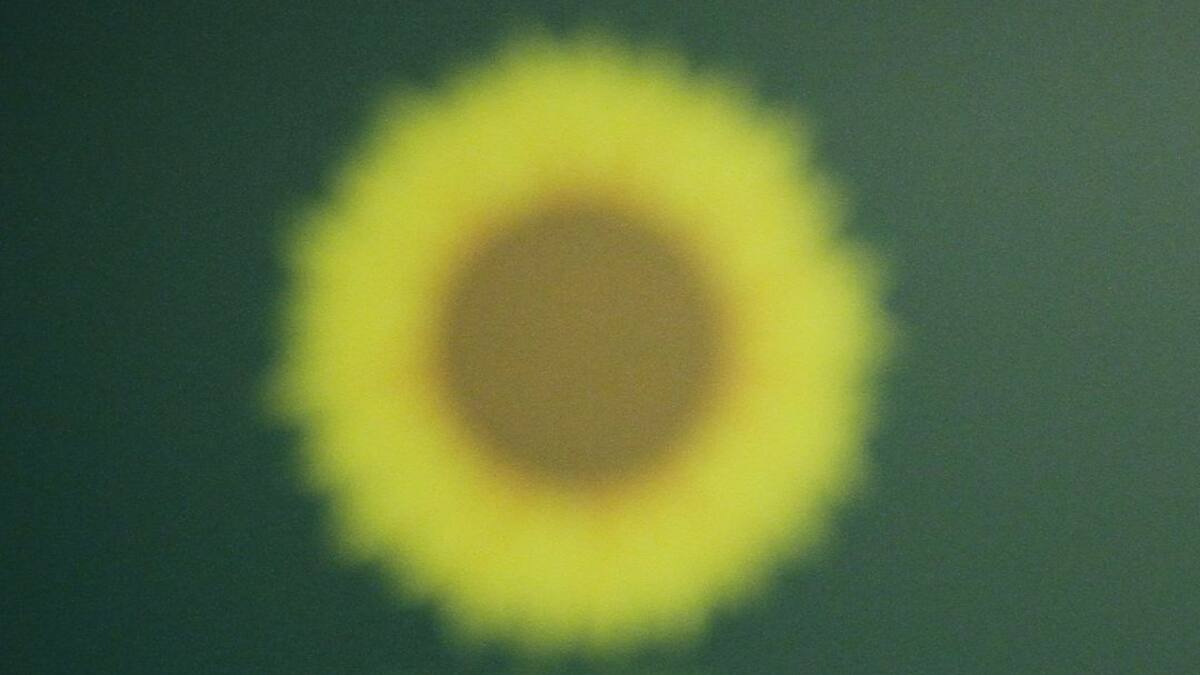 Verdes, en libertad para apoyar candidatos alternativos en primera vuelta