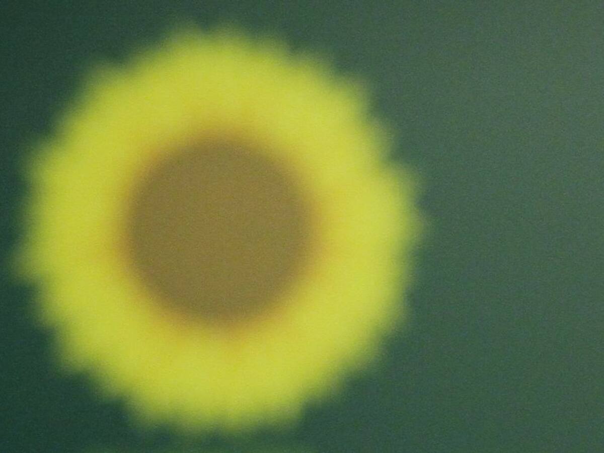 Verdes, en libertad para apoyar candidatos alternativos en primera vuelta