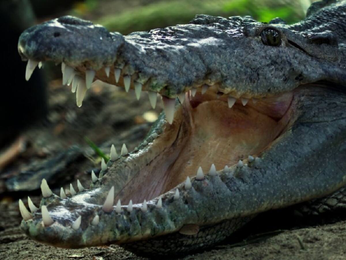 Zoo de Barranquilla pide ayuda para manutención de los animales