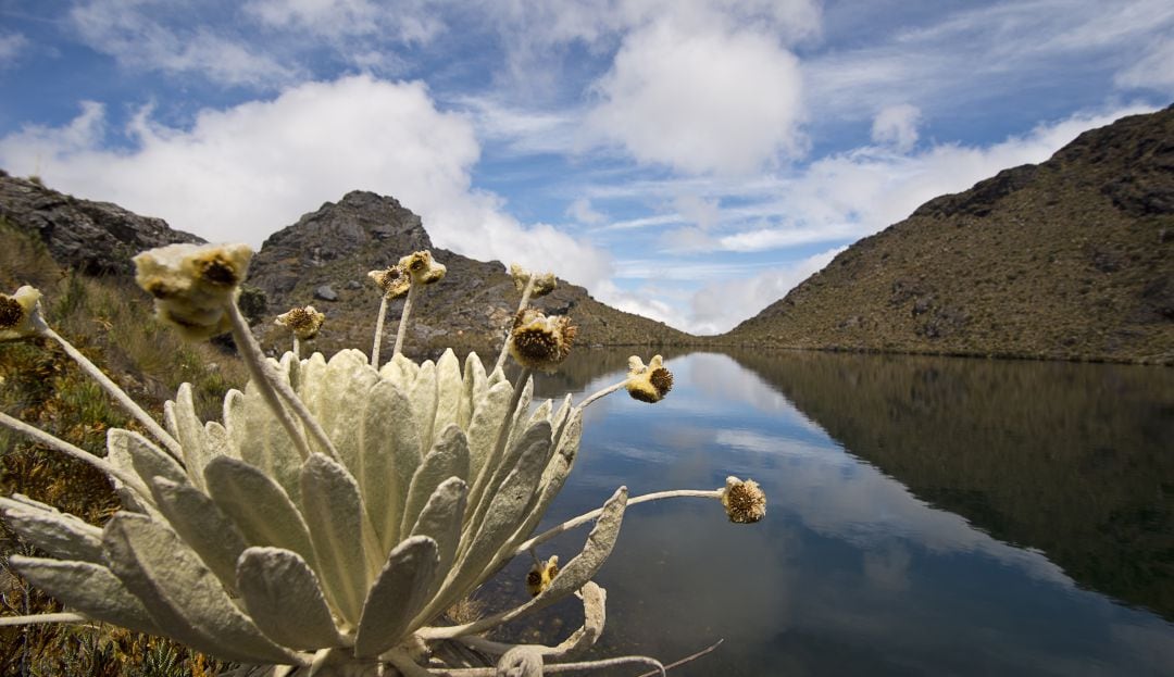 Cinco paramos para conocer y ver frailejones