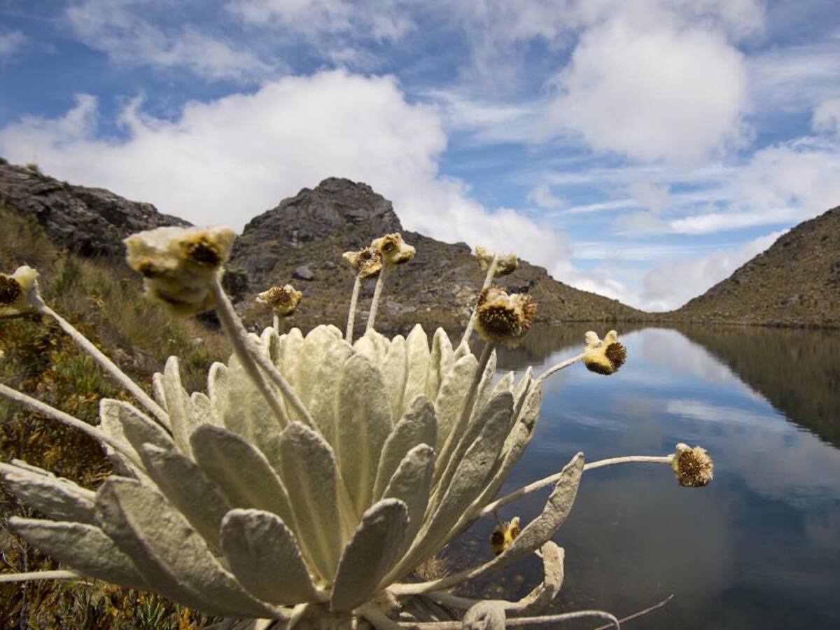 Cinco páramos para conocer y ver frailejones en Colombia
