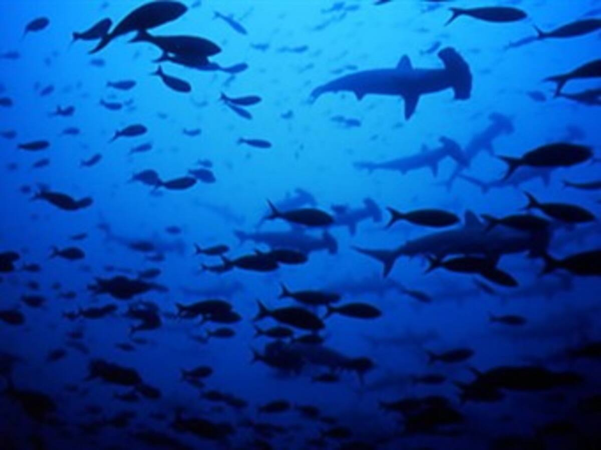 Tiburones sin aletas son encontrados en el fondo del mar en Malpelo