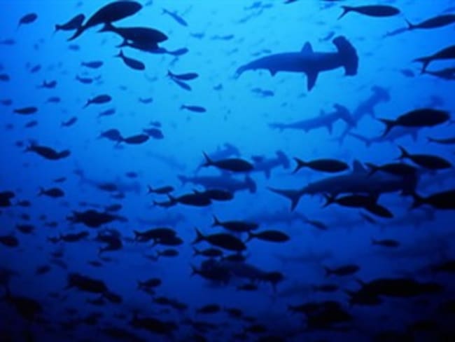Tiburones sin aletas son encontrados en el fondo del mar en Malpelo