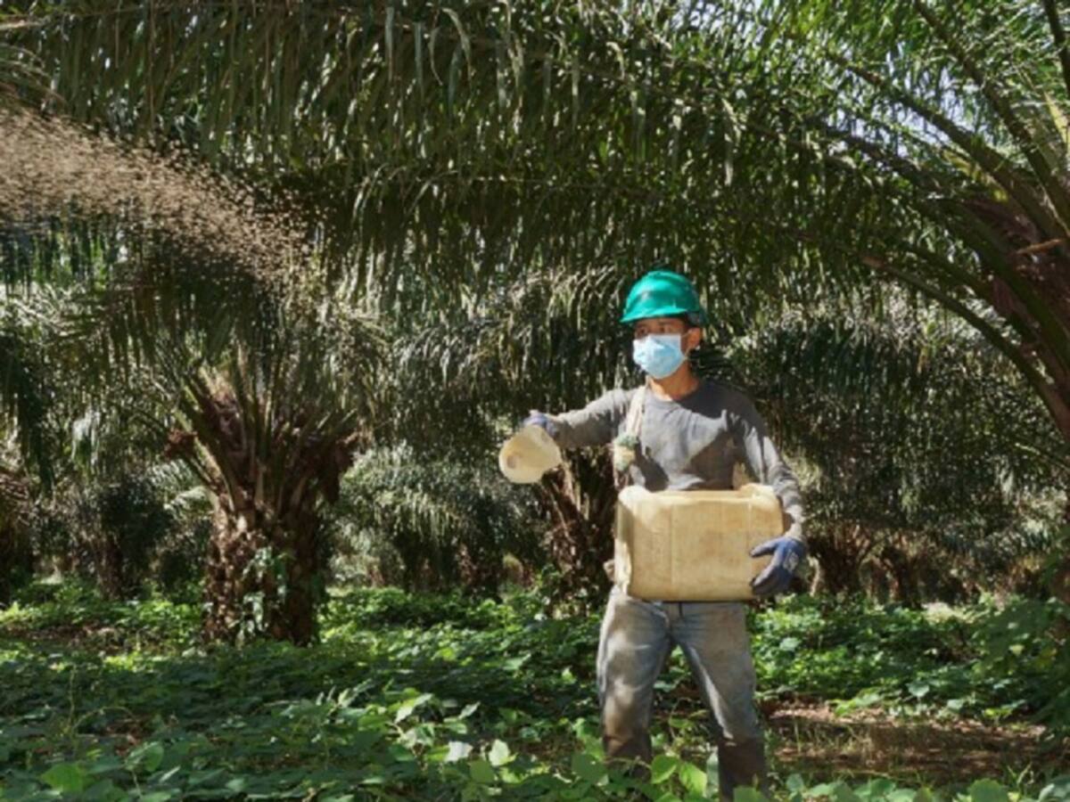 Sector Palmicultor preocupado por tensión de paro cocalero