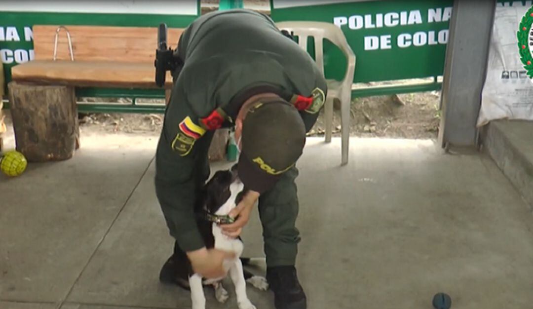 Luna, canina en el CAI del barrio Granada en Armenia