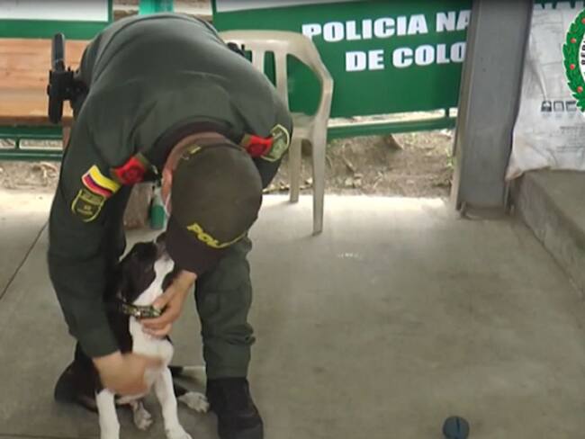 Luna, canina en el CAI del barrio Granada en Armenia