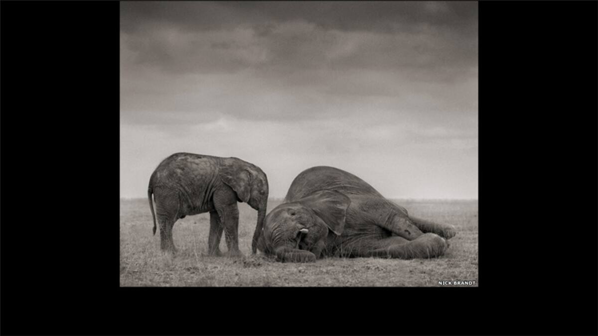 El británico Nick Brandt, quien se ha dedicado a fotografiar la desaparición del mundo natural en África, retrata en una nueva muestra en la Galería Atlas Londres las tierras casi despobladas por la caza ilegal en el este del continente. Aquí, un león bajo un rayo de luz en le Parque Nacional Maasai Mara, en Kenia.