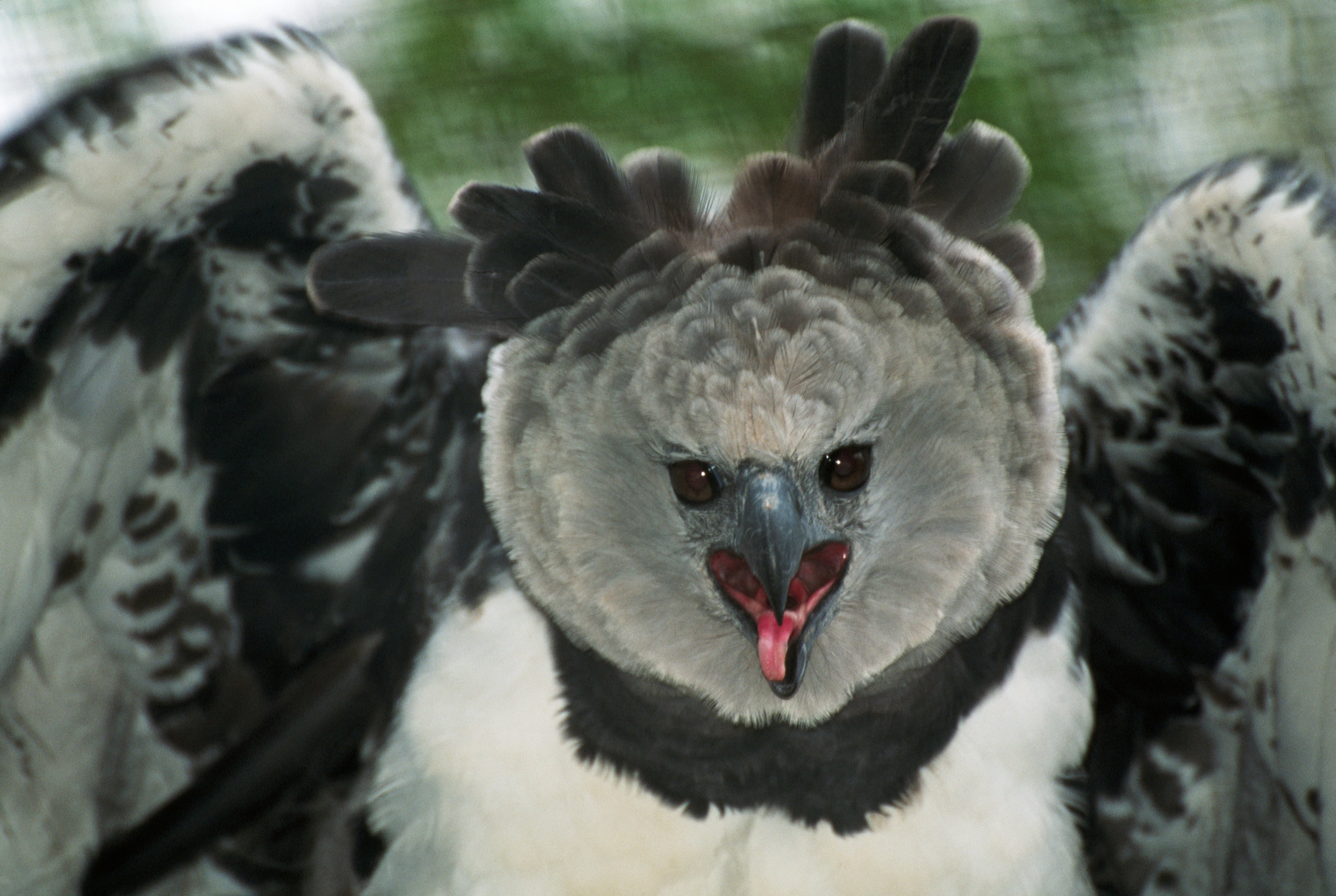 Águila arpía. Foto: Getty Images.