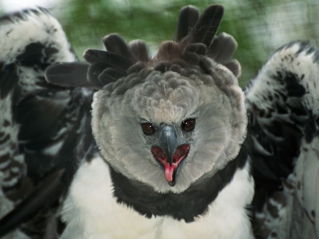 Águila arpía. Foto: Getty Images.